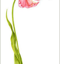 Схема вышивки «Серия "Цветы"»