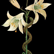 Схема вышивки «Серия "Цветы"»