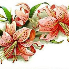 Схема вышивки «Серия "Цветы"»