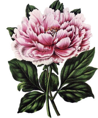 Серия "Цветы" - цветы - оригинал