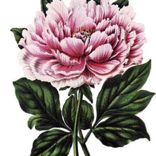 Схема вышивки «Серия "Цветы"»