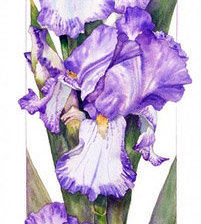 Схема вышивки «Серия "Цветы"»