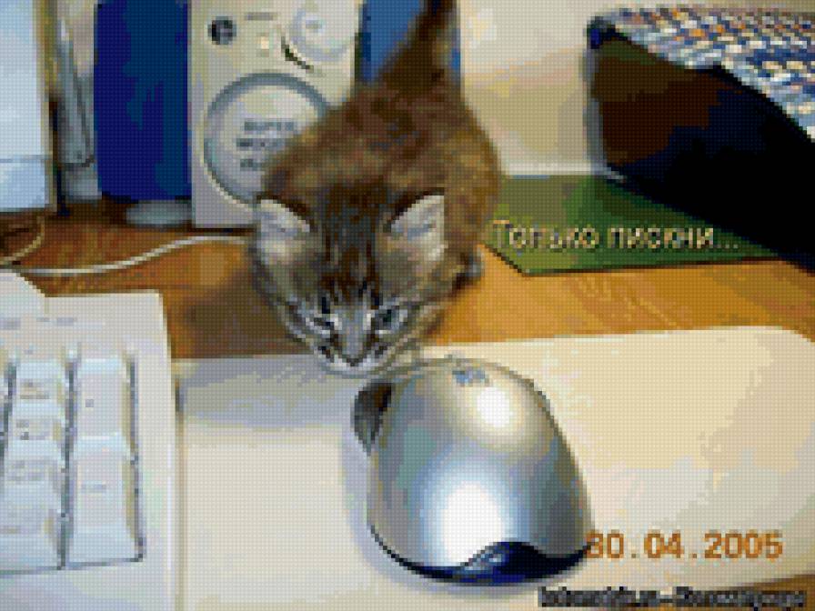 2546 - кошки, котята, животные, природа - предпросмотр