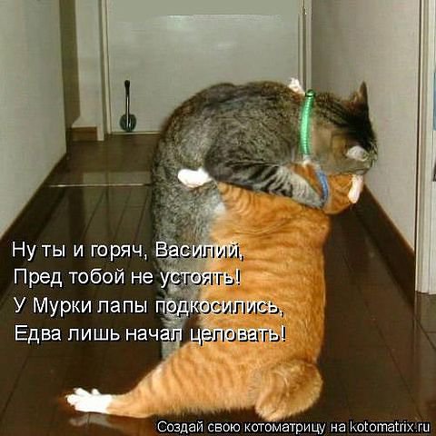 5454 - животные, кошки, природа, котята - оригинал