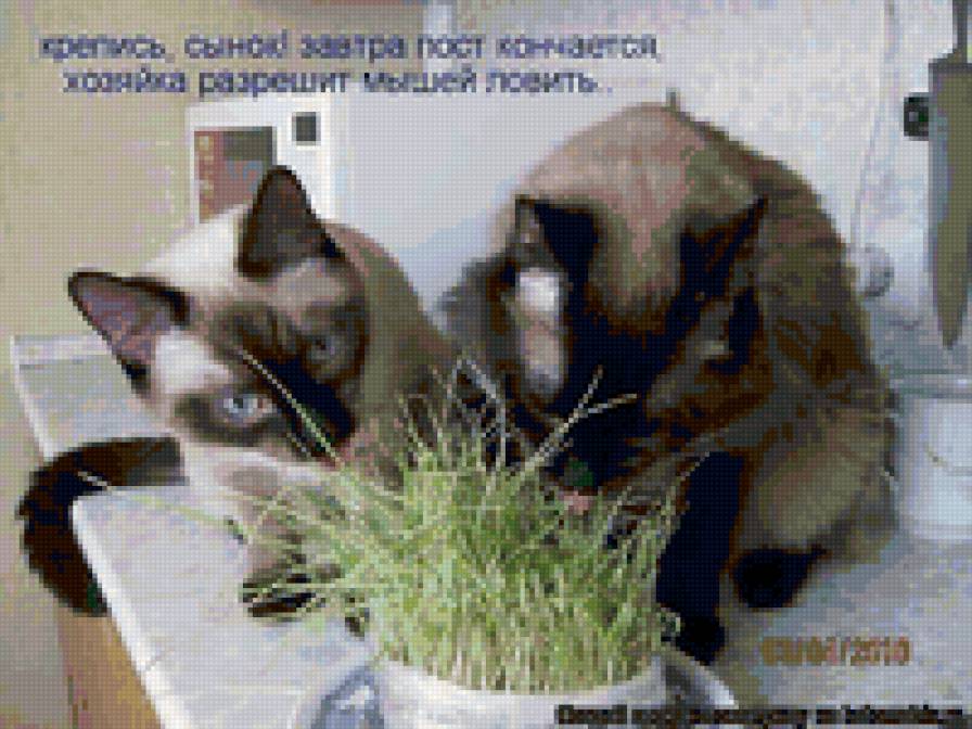 87922 - животные, природа, котята, кошки - предпросмотр