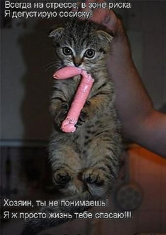 545623 - животные, котята, кошки, природа - оригинал