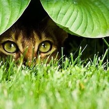 Схема вышивки «взгляд7»