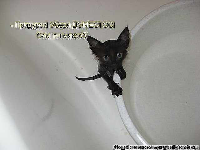 525 - котята, животные, природа, кошки - оригинал