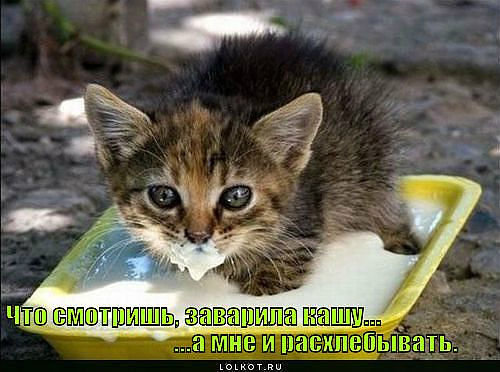 87964 - кошки, природа, котята, животные - оригинал