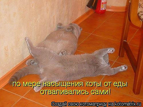 65364 - котята, животные, природа, кошки - оригинал