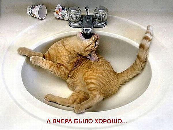 65989 - природа, котята, кошки, животные - оригинал