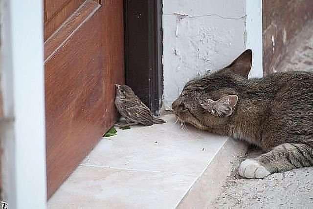 7878 - кошки, природа, котята, животные - оригинал