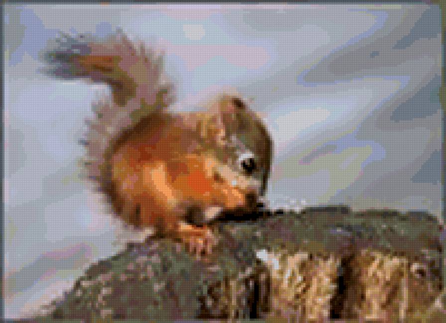 белка4 - природа, белка, животные - предпросмотр