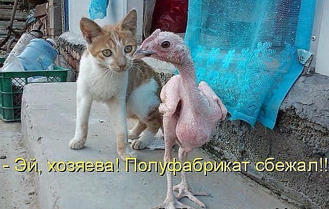 полуфабрикат - котята, кошки, животные, природа - оригинал