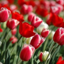 Схема вышивки «№46104»