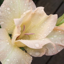 Схема вышивки «гладиолус»