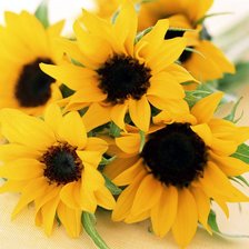 Схема вышивки «Подсолнухи»