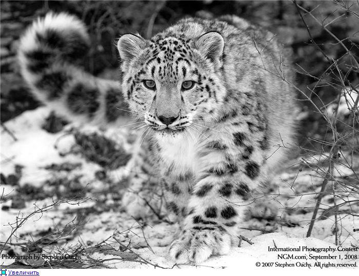 Ирбис - кошки, хищники - оригинал