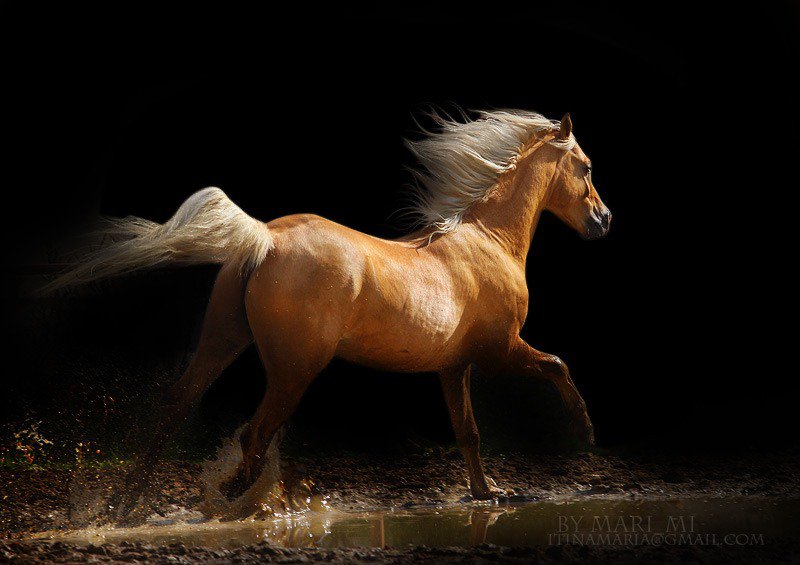 №46309 - кони, животные, лошадь, конь, лошади - оригинал