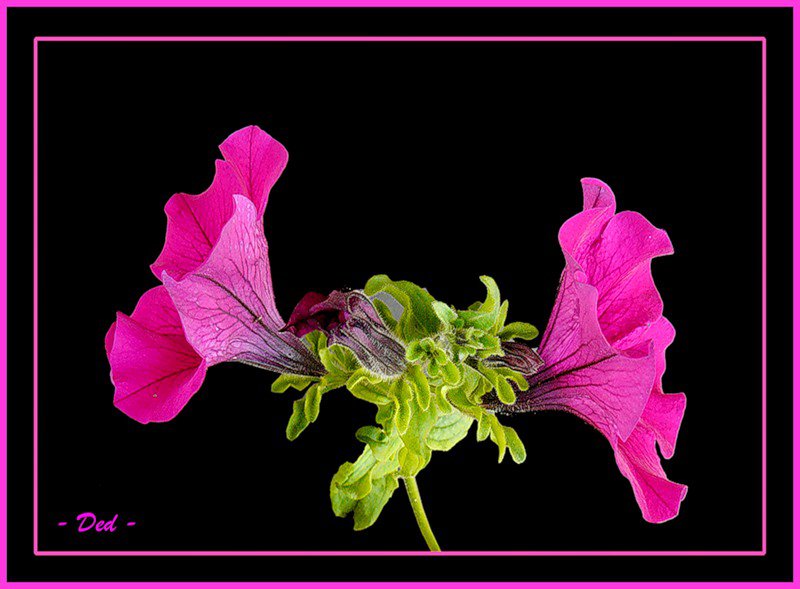 №46317 - на черном, цветы - оригинал