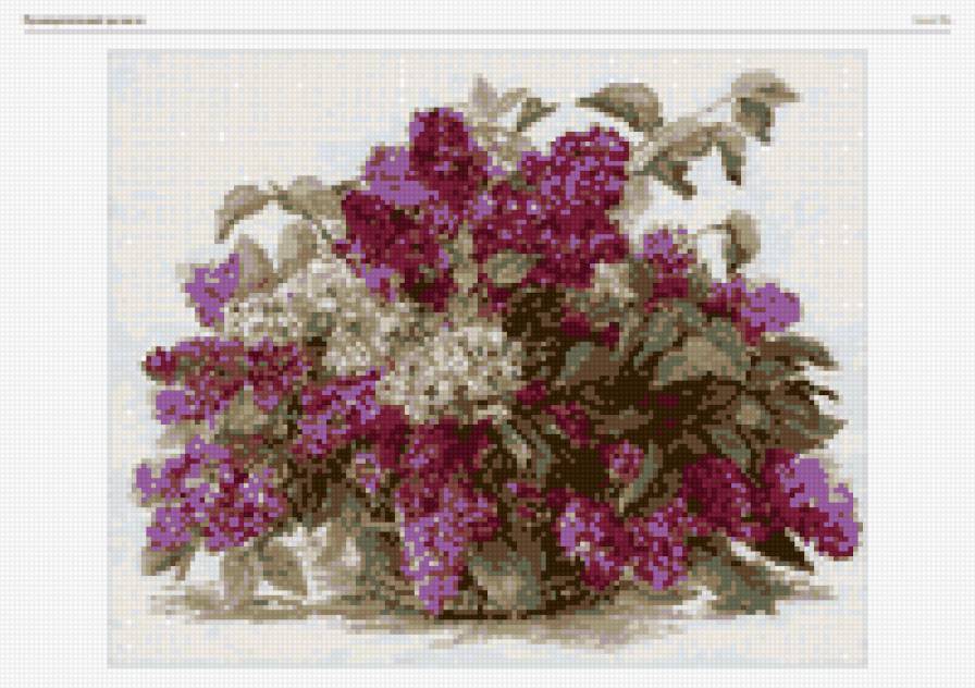 сирень - предпросмотр