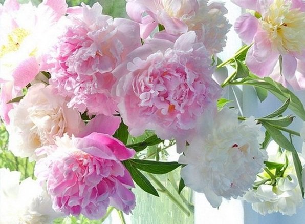 Пионы - цветы, пионы - оригинал