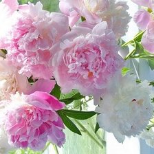 Схема вышивки «Пионы»