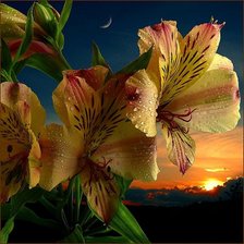 Схема вышивки «Лилии»