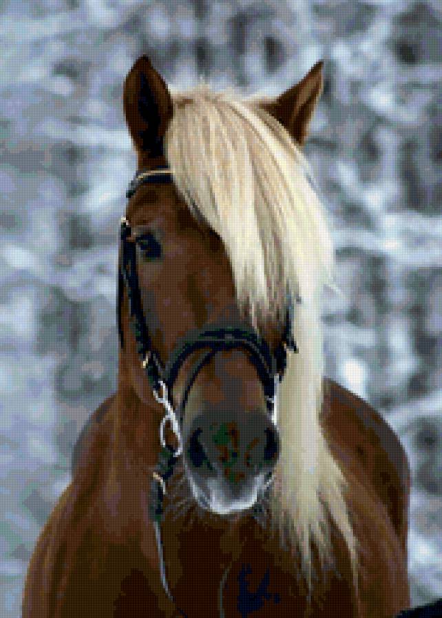 лошадь - лошадь - предпросмотр