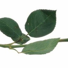 Схема вышивки «Роза»