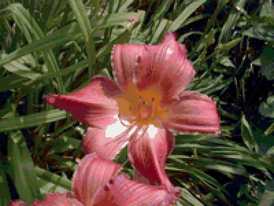 №47647 - цветы - предпросмотр