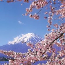 Схема вышивки «Сакура»