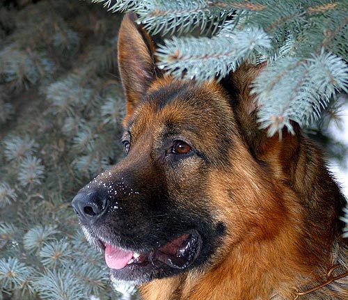 немецкая овчарка - овчарка, но, немец - оригинал