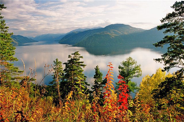 Золотая осень Алтая - осень, озеро, горы, деревья, алтай - оригинал