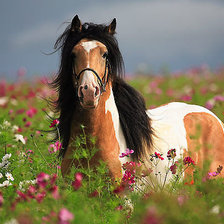 Схема вышивки «в поле»