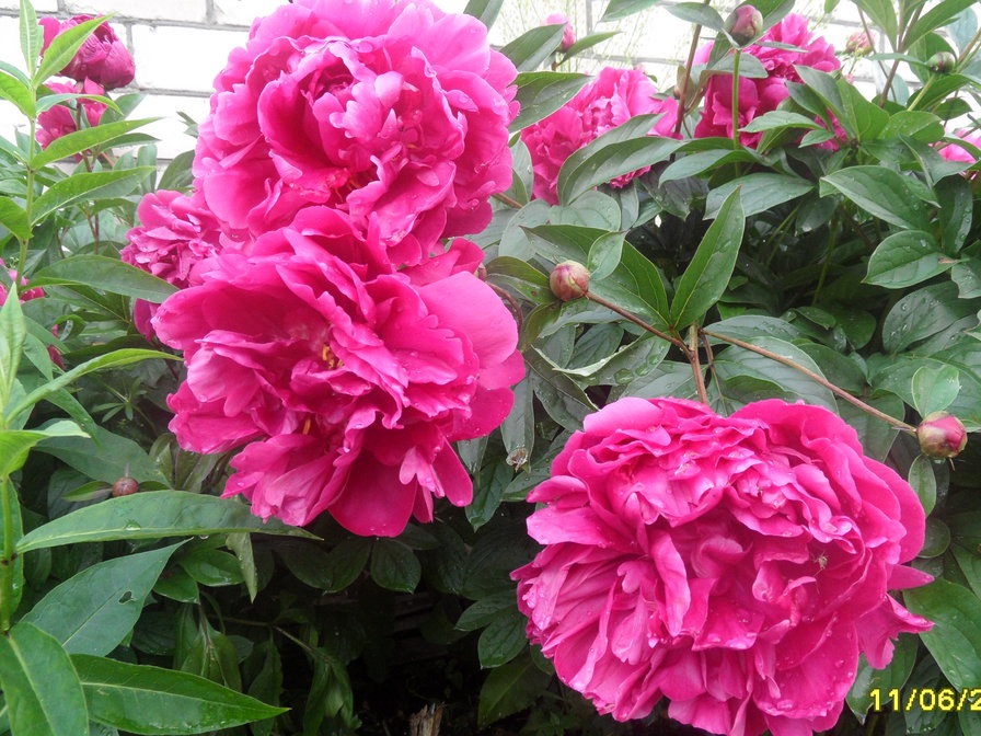 пионы - оригинал