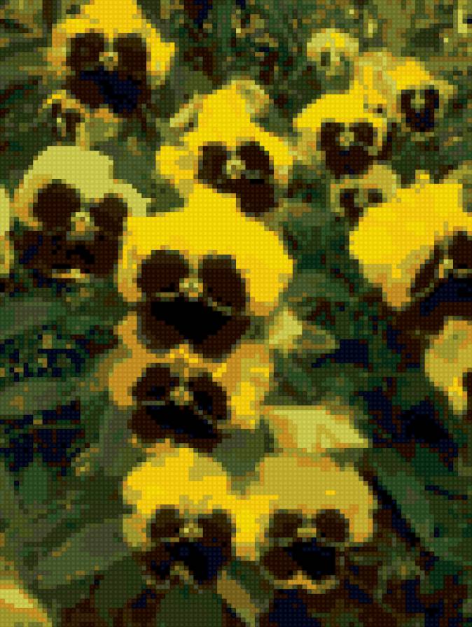 анютки - предпросмотр