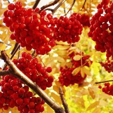 Схема вышивки «Осень»