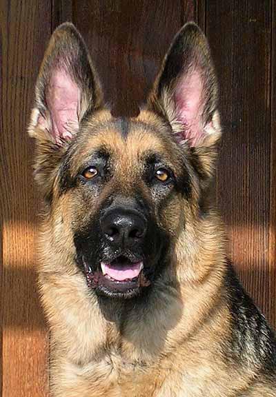 немка - немецкая овчарка, но, собака., немец - оригинал