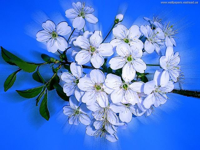 цветы - цветы - оригинал