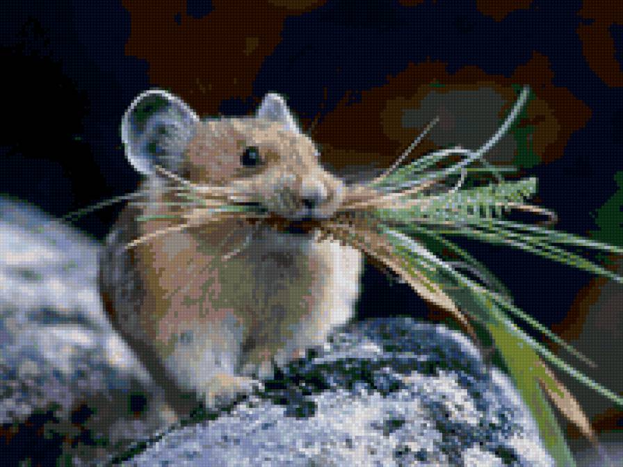 романтика=) - мышь, грызуны, романтика - предпросмотр