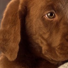 Схема вышивки «№48392»