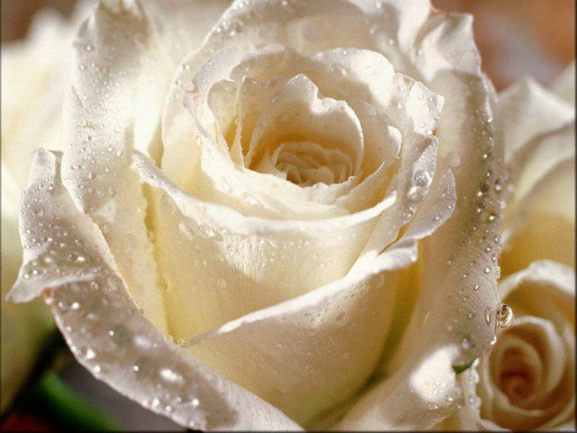 цветок - оригинал