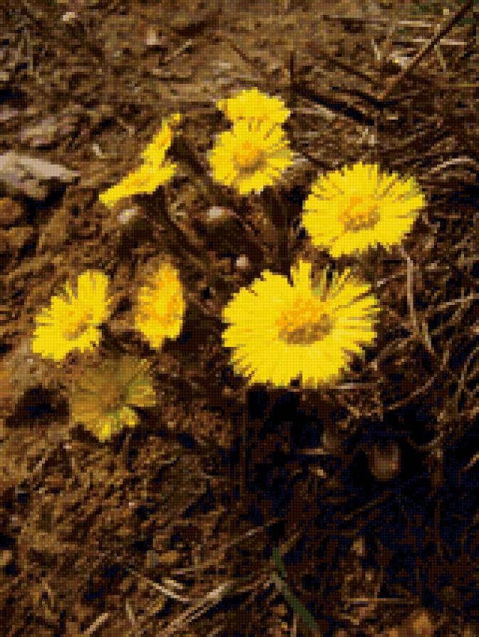 весна - весна, природа, цветы, мать-и-мачеха - предпросмотр