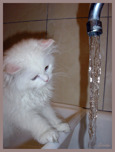 Любопытный кот - коты - оригинал