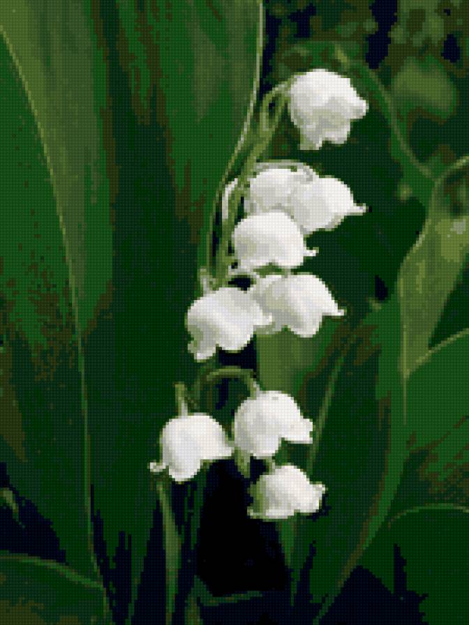 ландыши - ландыши, цветы - предпросмотр