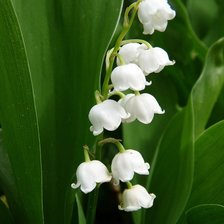 Схема вышивки «ландыши»