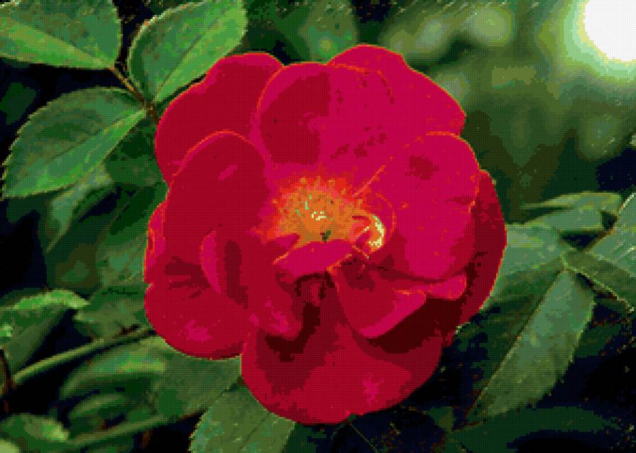 №48677 - роза, цветы, розы, цветок - предпросмотр