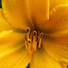 Схема вышивки «Сердцевинка лилии»