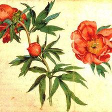 Схема вышивки «пион»